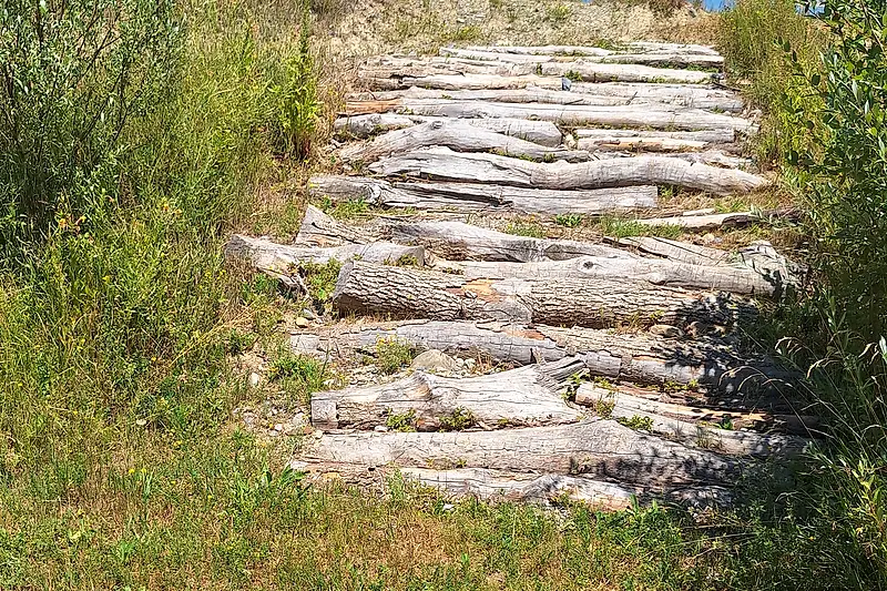 Wurzelteppich im Skills-Park Merenschwand